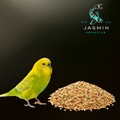 Budgie Mix Special
