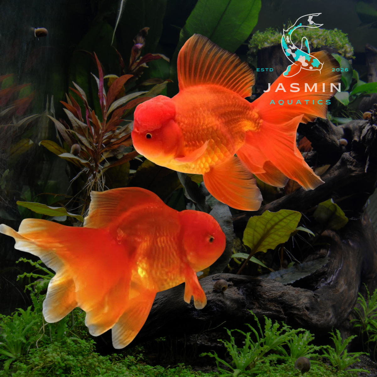 Super Jelly Head Red Oranda Goldfish
