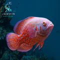 Albino Tiger Oscar Cichlid (Astronotus ocellatus) 3"