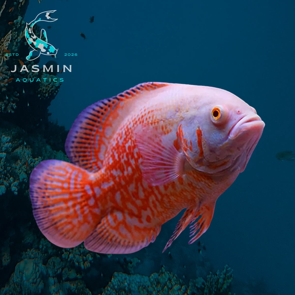 Albino Tiger Oscar Cichlid (Astronotus ocellatus) 3"