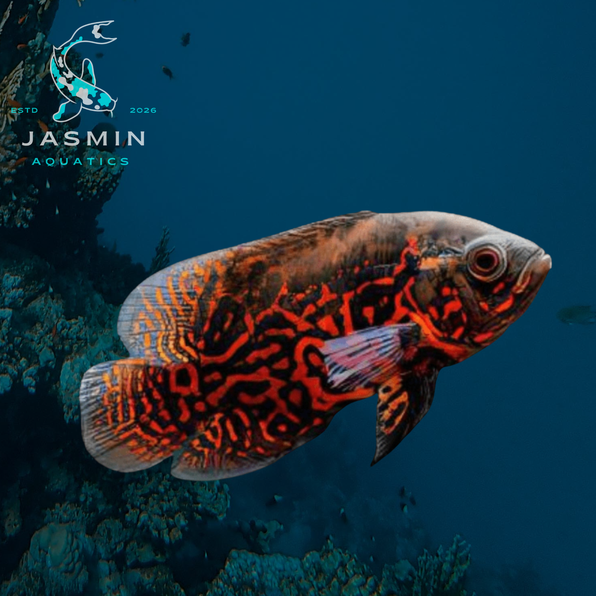 Red Tiger Oscar (Astronotus Ocellatus) 3"