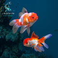 Red and White Oranda (Carassius auratus) 2"