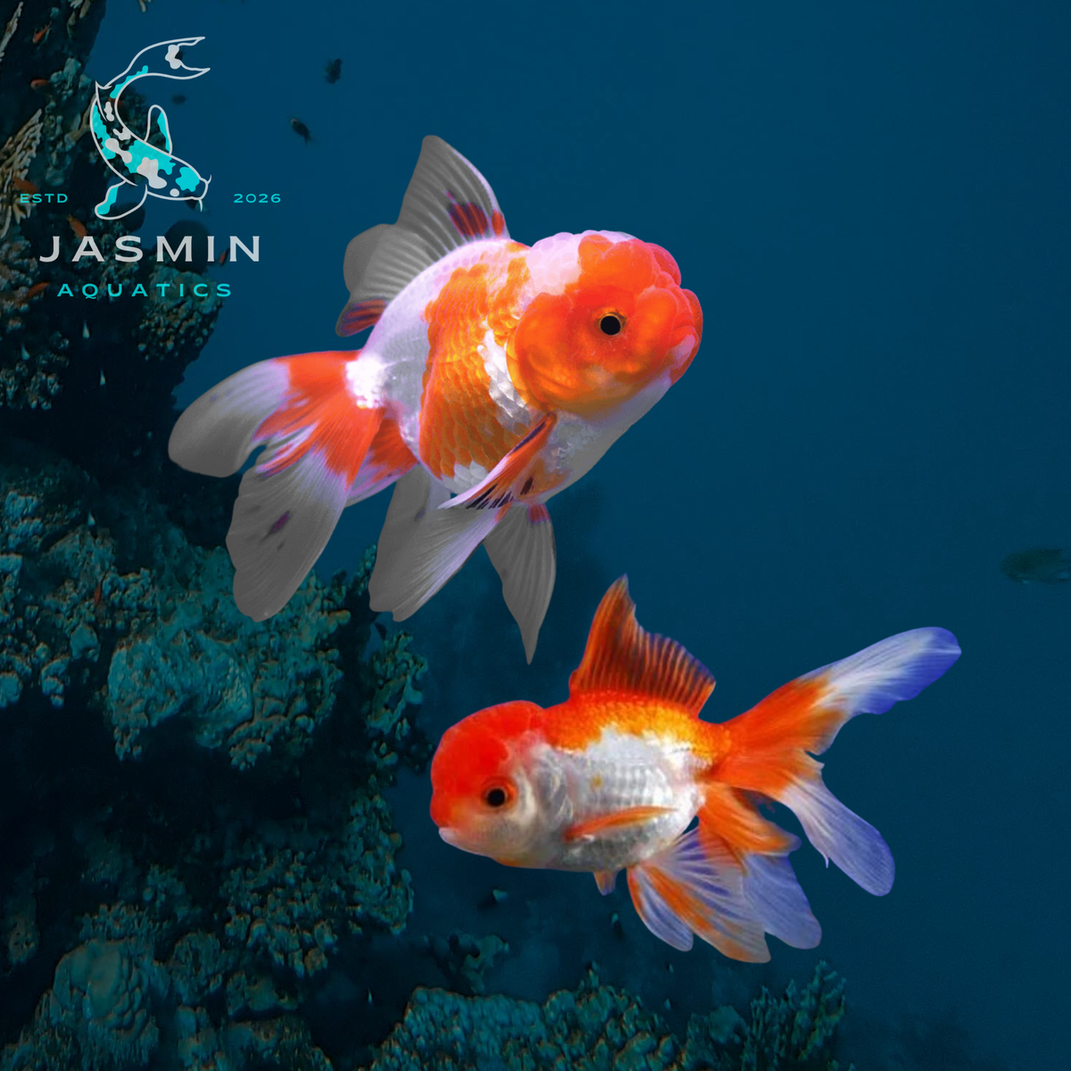 Red and White Oranda (Carassius auratus) 2"