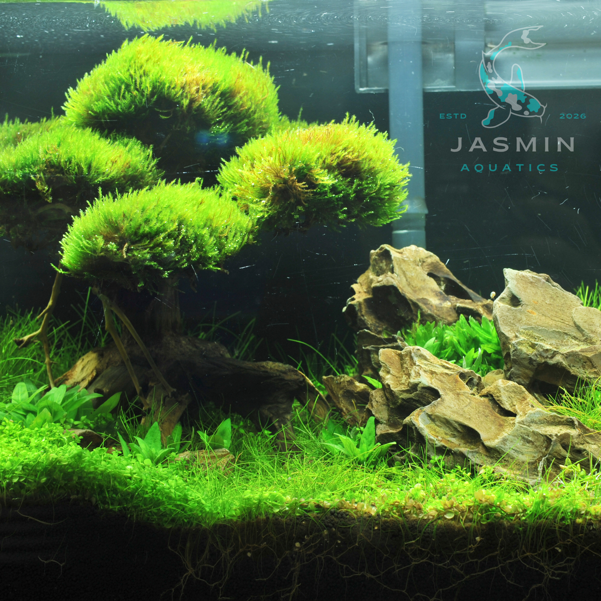 Java Moss (Vesicularia Dubyana)