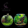 Saas Fish Bowl - Glass
