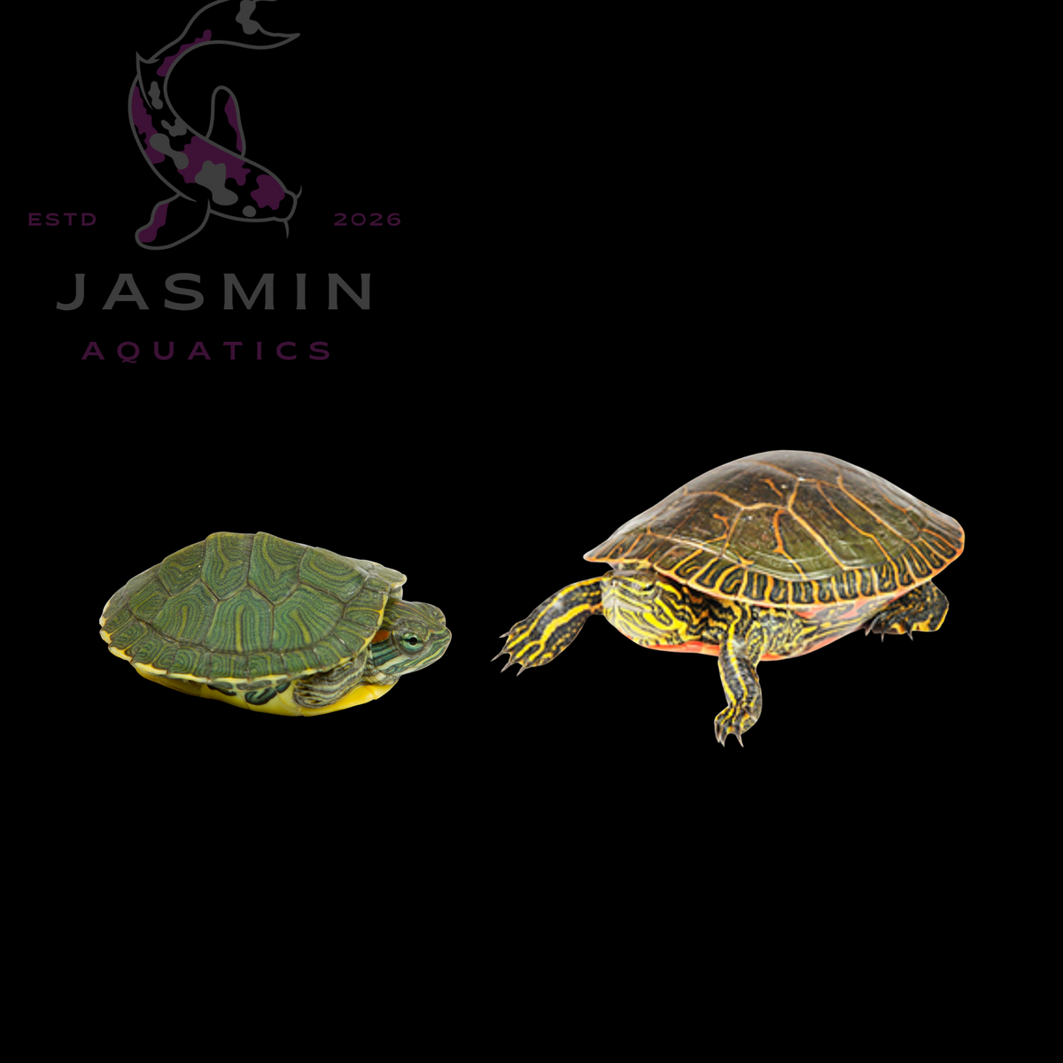 Red-eared slider (Trachemys scripta elegans) Juvenile