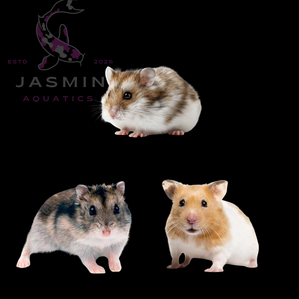 Hamsters (Adult)