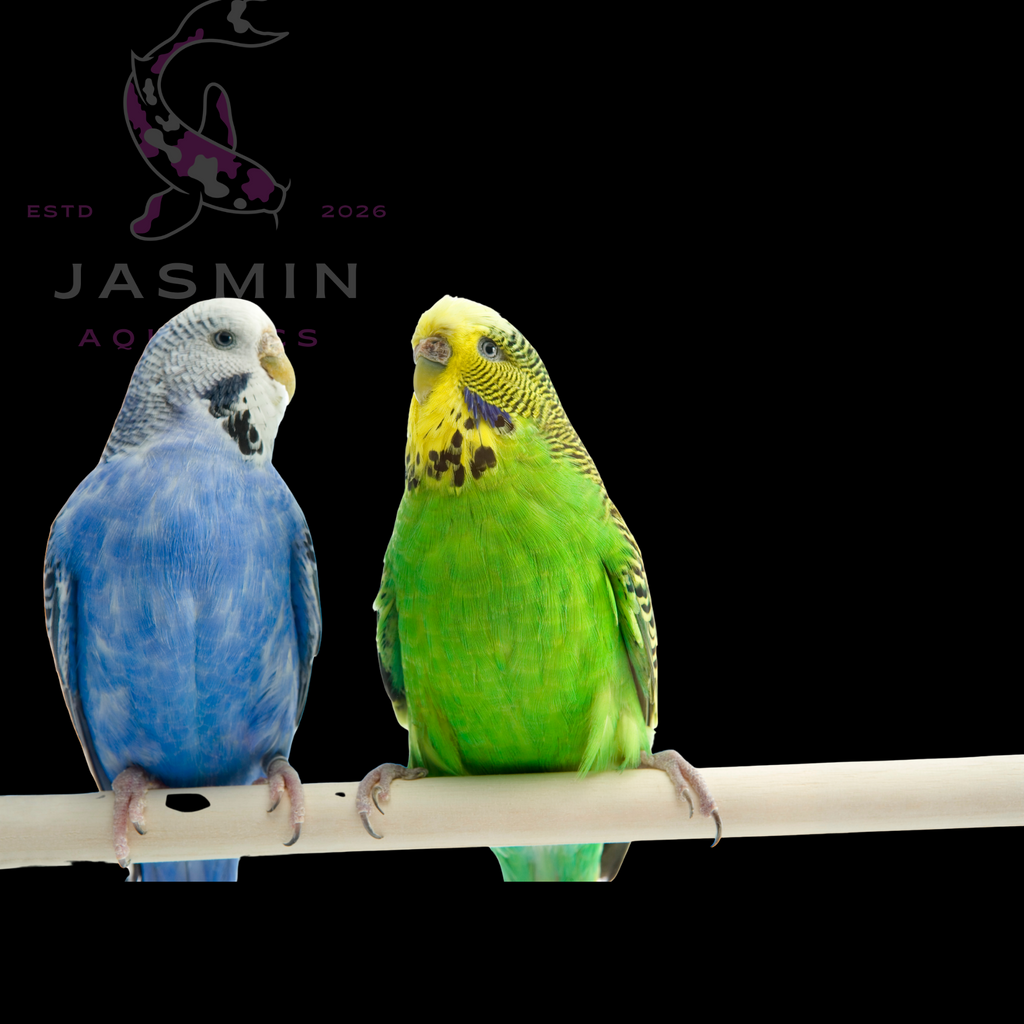 Budgerigar (Budgie)