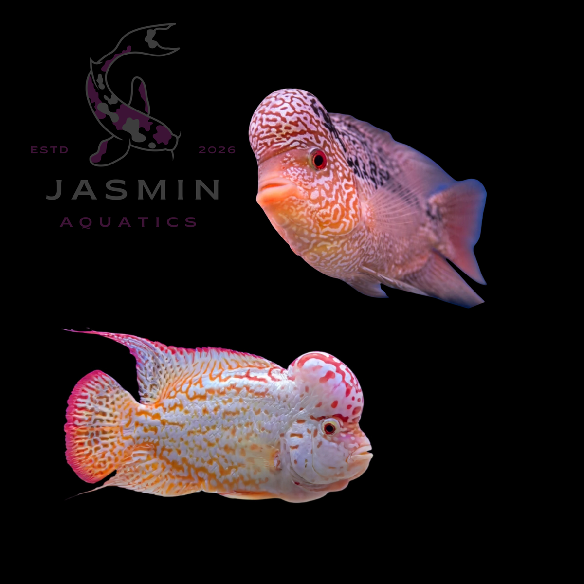 Golden Base FlowerHorn