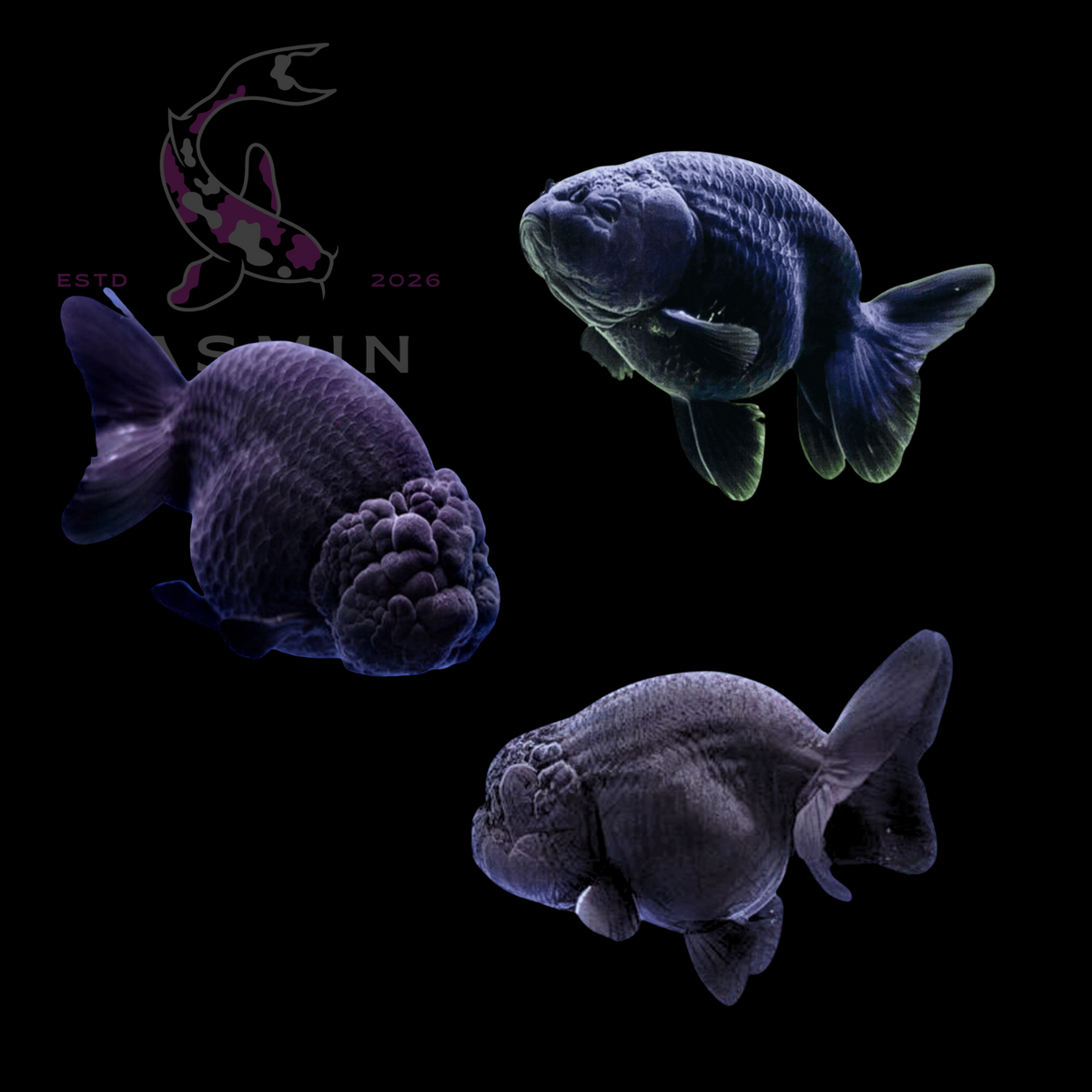 Black Ranchu Goldfish 12cm