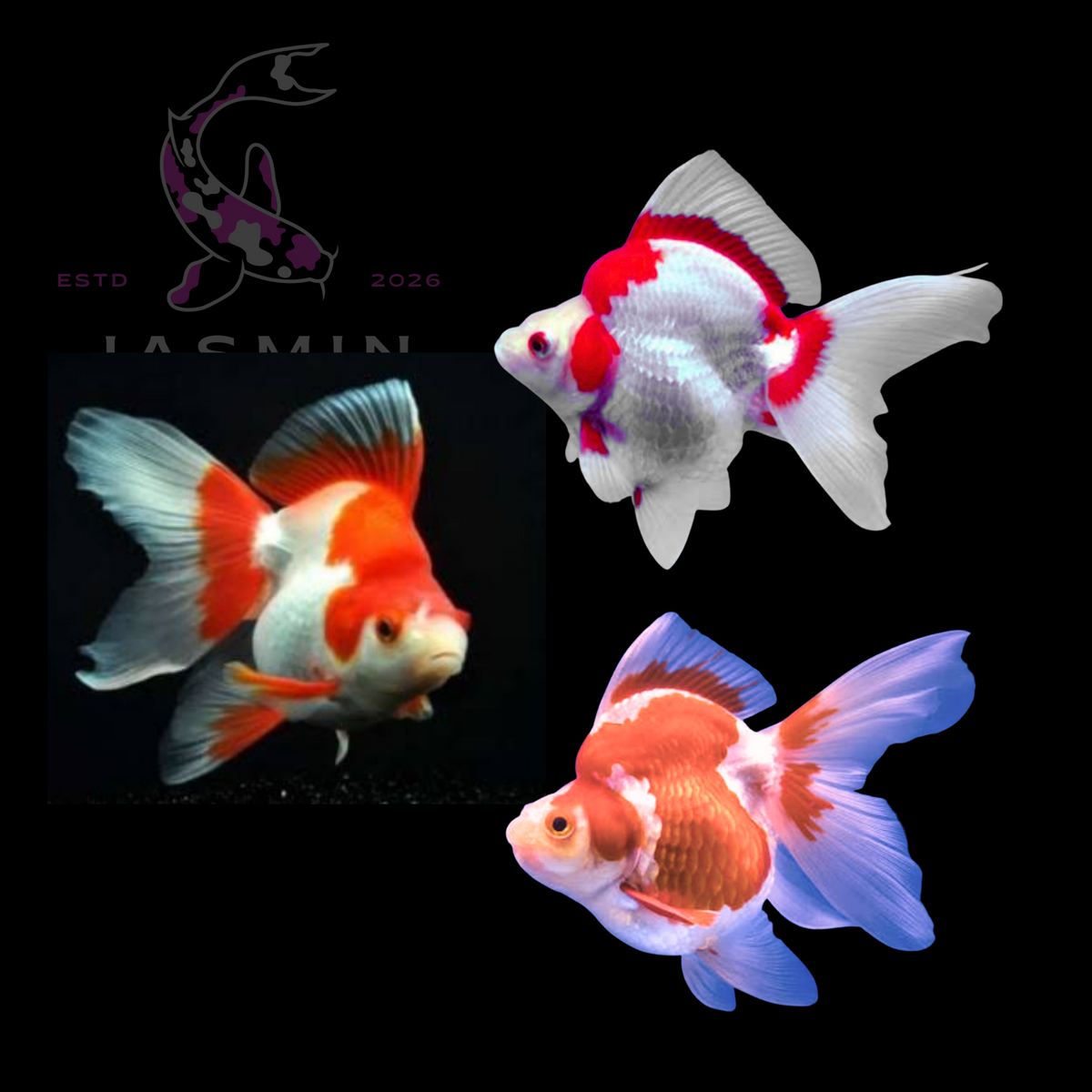 Ryukin Red & White goldfish 3.5"