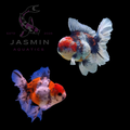 Butterfly Calico Oranda 2-3" Preorder (10-25 days delivery)