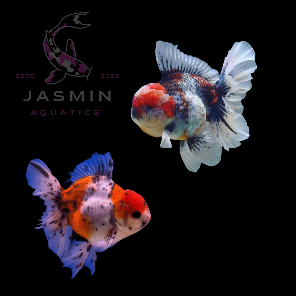 Butterfly Calico Oranda 2-3" Preorder (10-25 days delivery)