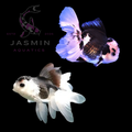 Panda Oranda Goldfish Preorder (10-15 days delivery)