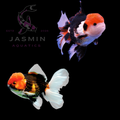 Tricolor Oranda Goldfish