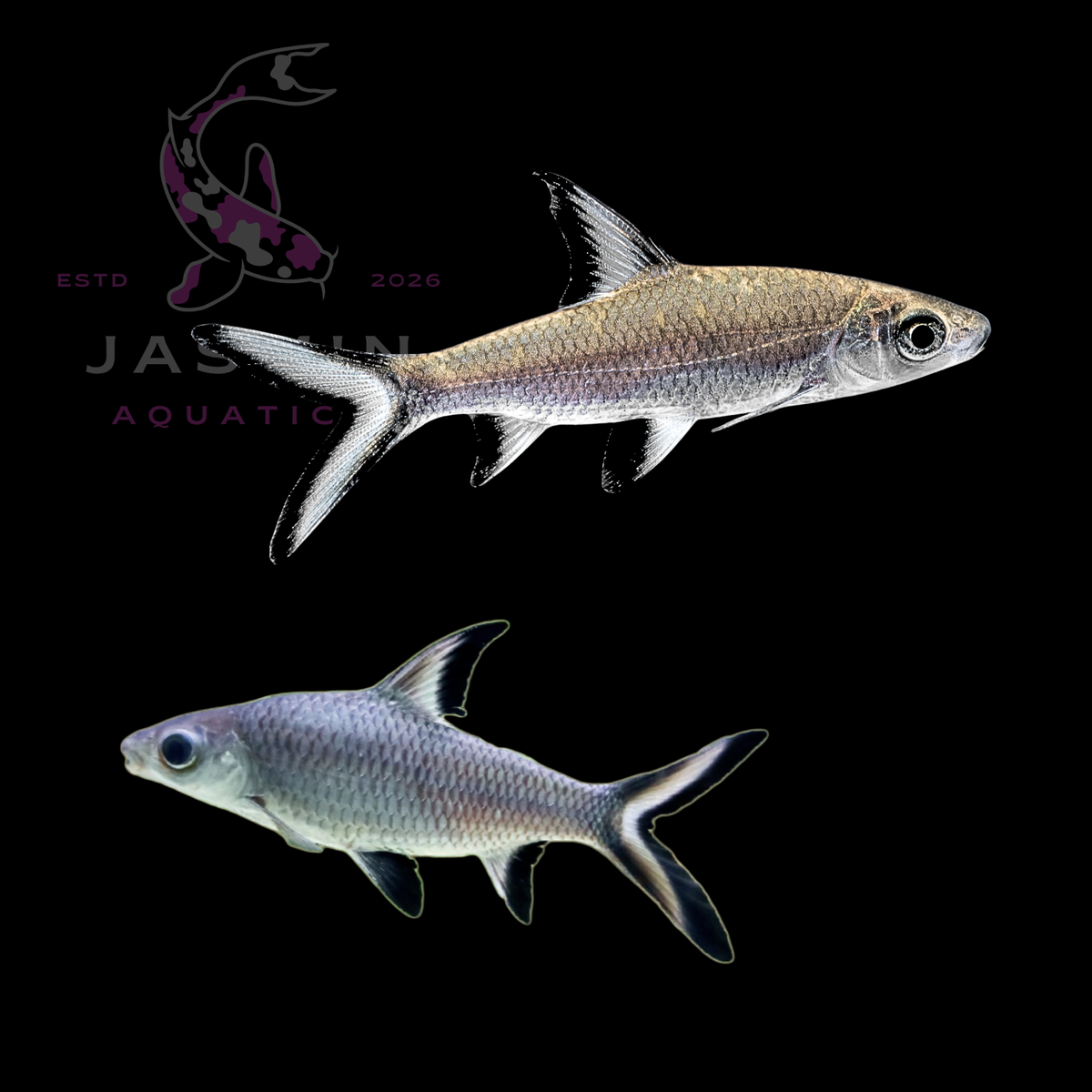 Silver Shark 8-9CM