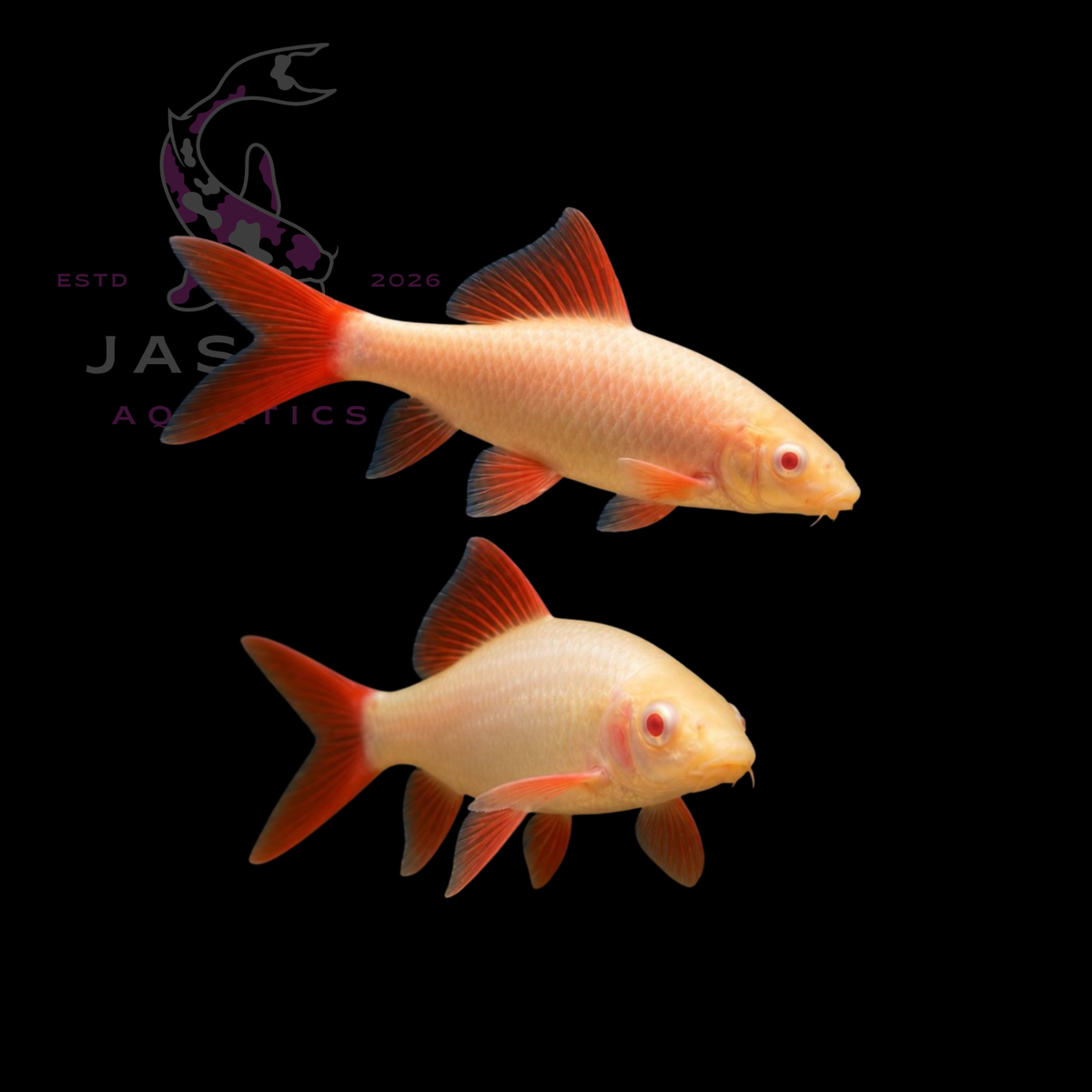 Albino Rainbow Shark XXL 8-9CM