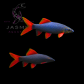 Rainbow Shark XXL 8-9CM