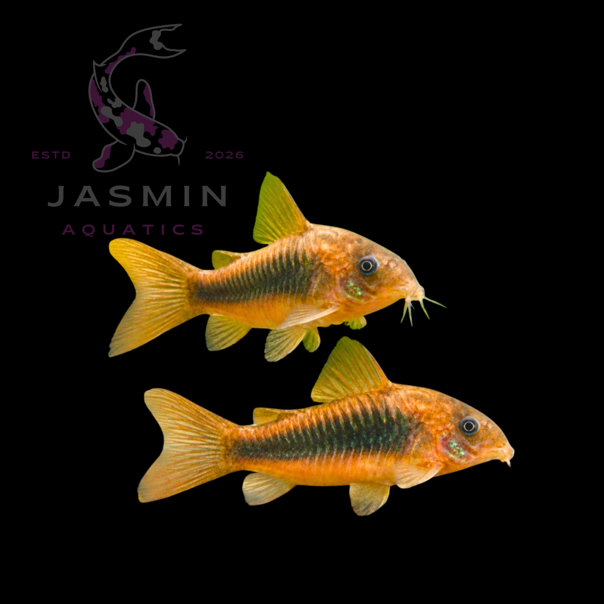 Bronze Corydora (Corydoras aeneus) 5cm Preorder (10-15 days delivery)