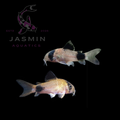 Panda Corydoras (Corydoras Panda) 4cm