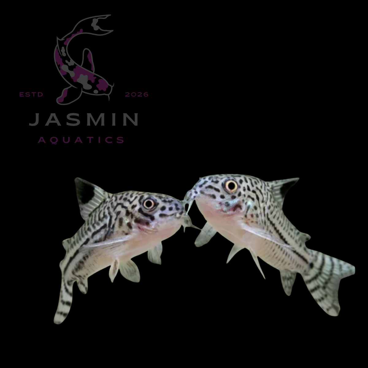 Julii Corydoras (Corydoras Julii) 4cm