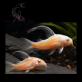 Albino Long Fin Corydoras (Corydoras aeneus or paleatus albino variant) 4cm