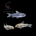 Pygmy Corydoras (Corydoras pygmaeus) 2cm