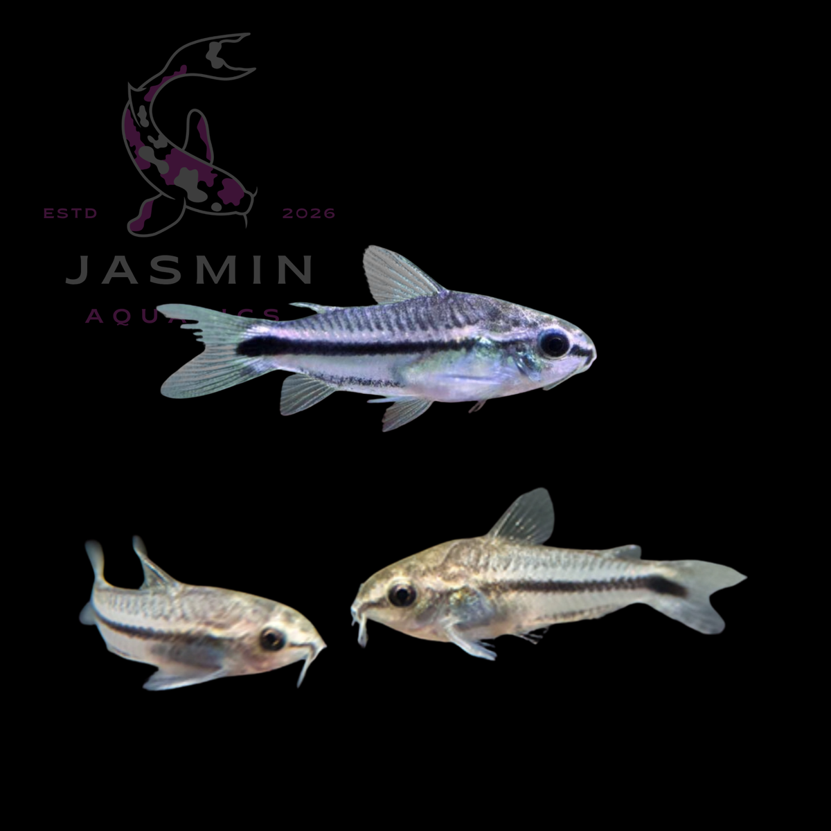 Pygmy Corydoras (Corydoras pygmaeus) 2cm