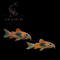 Orange Venezuelan Cory (Corydoras venezuelanus) 4cm Preorder (10-15 days delivery)