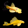Albino Bristlenose Pleco (Ancistrus sp.) 12cm