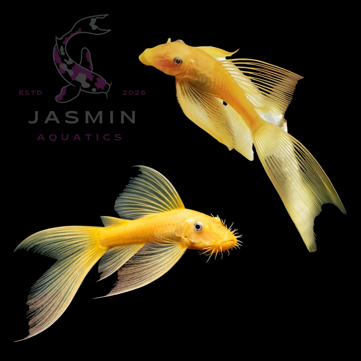 Albino Longfin Bristlenose Pleco (L144) 4cm Preorder (15-20 days delivery)
