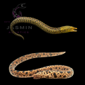 Tiger Moray Eel (Gymnothorax polyuranodon) 35cm Preorder (25-30 days)