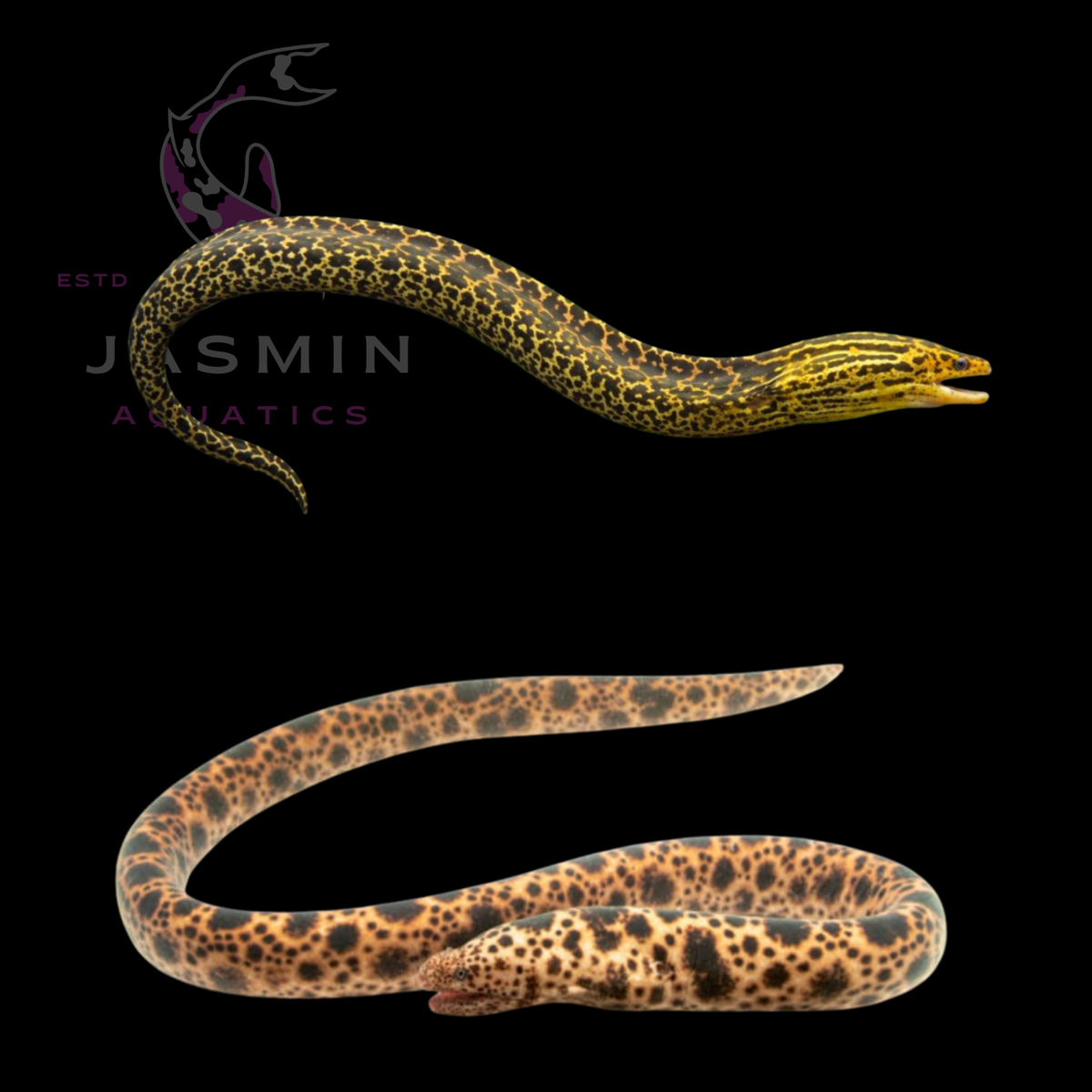 Tiger Moray Eel (Gymnothorax polyuranodon) 35cm Preorder (25-30 days)