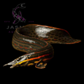 Red Fire Eel (Mastacembelus erythrotaenia) 40-60cm Preorder (25-30 days delivery)