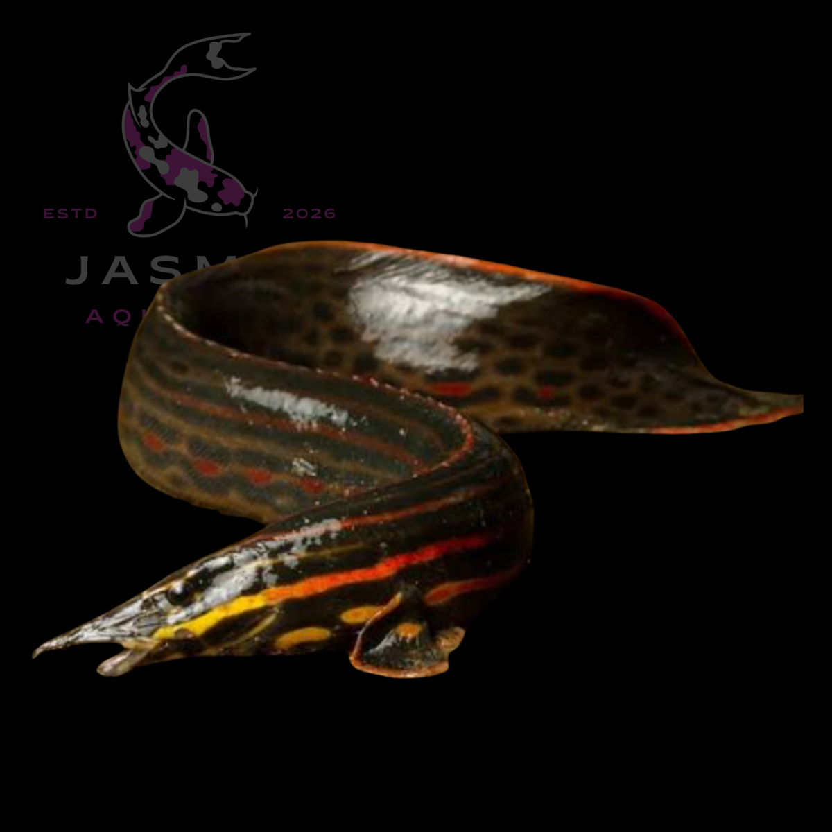 Red Fire Eel (Mastacembelus erythrotaenia) 40-60cm Preorder (25-30 days delivery)