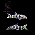 YoYo Loach (Botia almorhae) 5-6cm