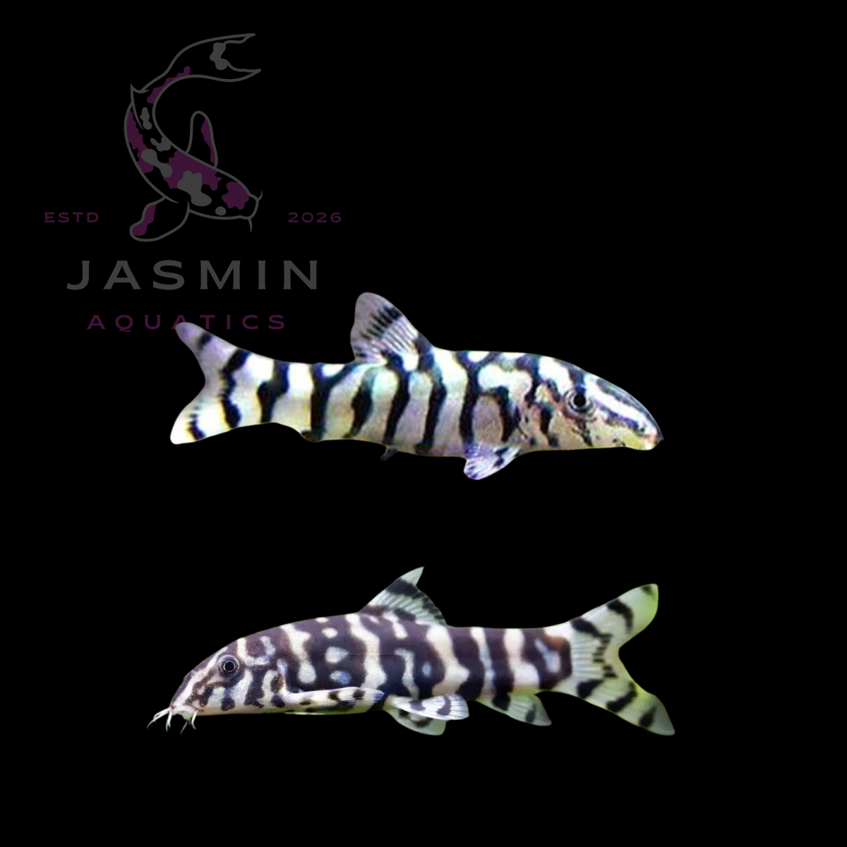 YoYo Loach (Botia almorhae) 5-6cm