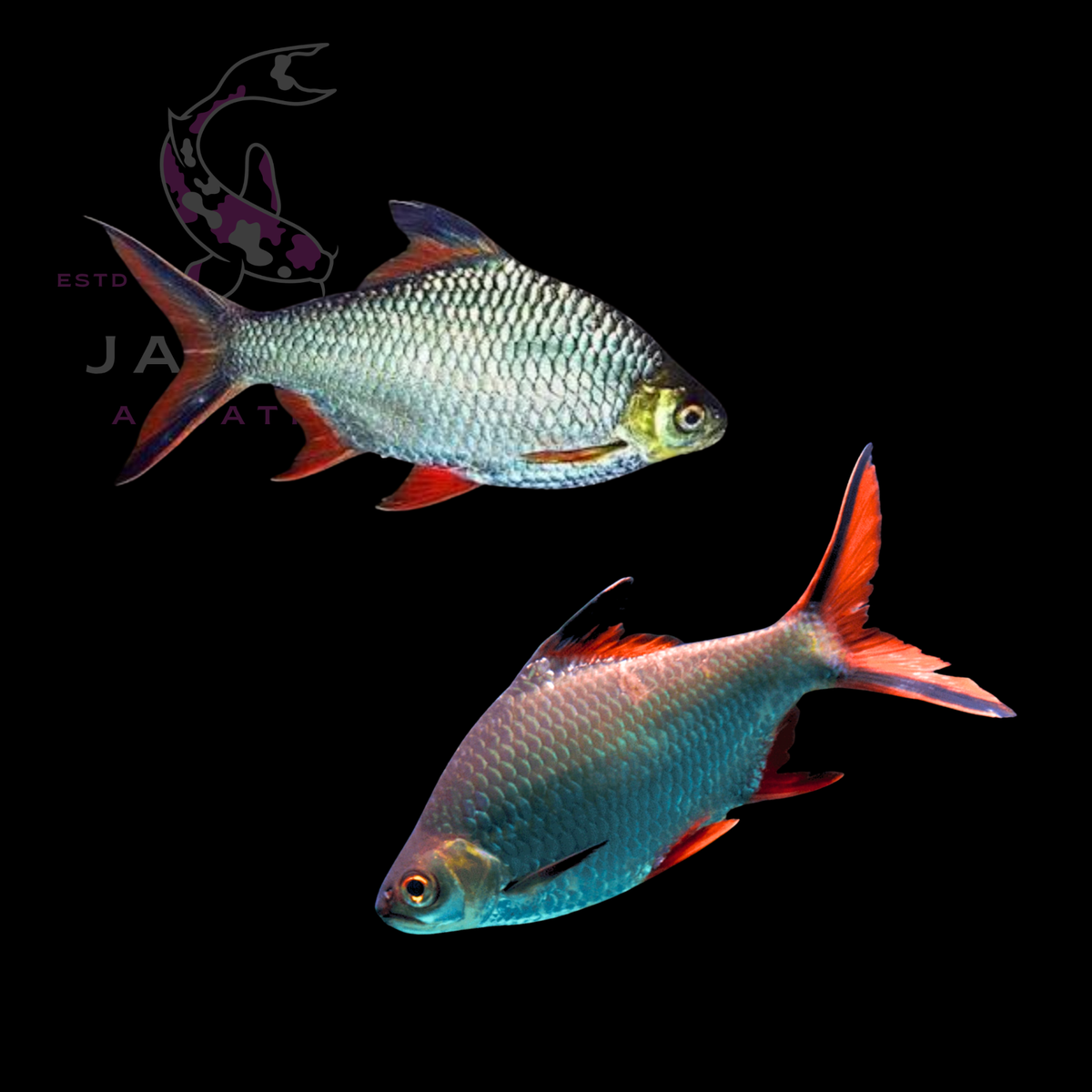 Silver Tinfoil Barb (Barbonymus schwanenfeldii) 11-12cm