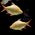 Golden Tinfoil Barb (Barbonymus schwanenfeldii mutation/variety) 10-11cm