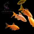 Golden Rosy Barb