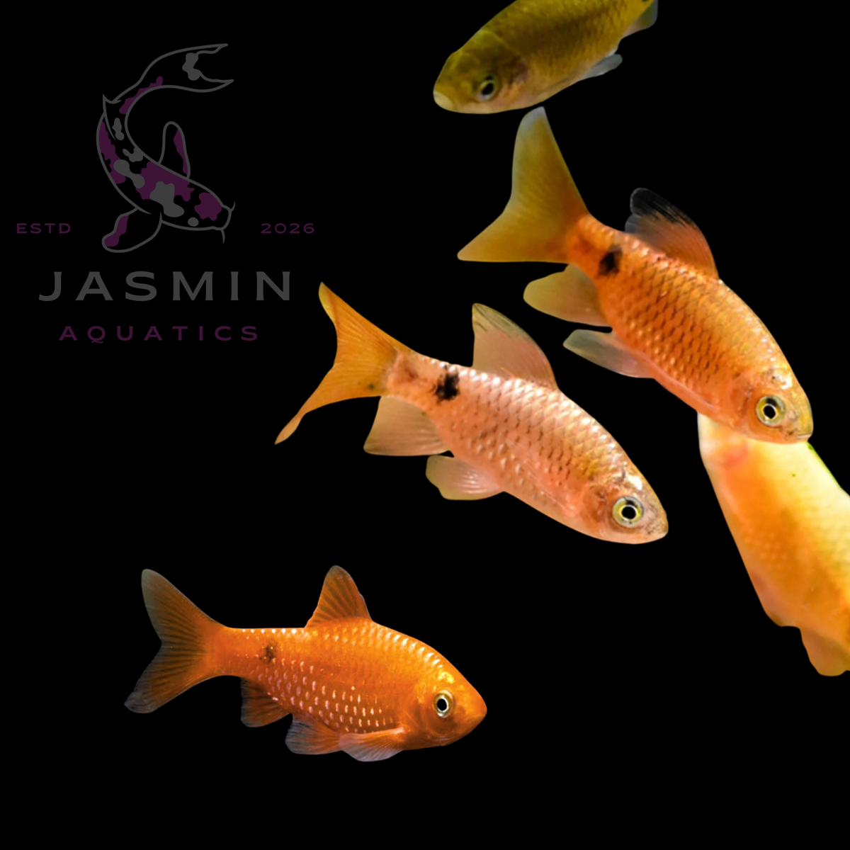 Golden Rosy Barb