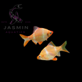 Albino Tiger Barb (Puntigrus tetrazona) 3cm