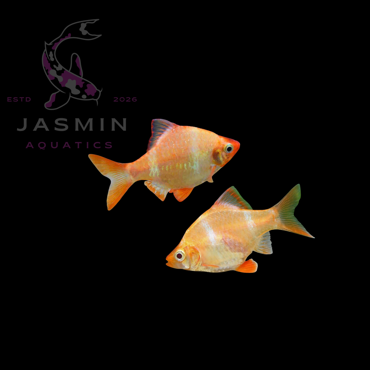 Albino Tiger Barb (Puntigrus tetrazona) 3cm