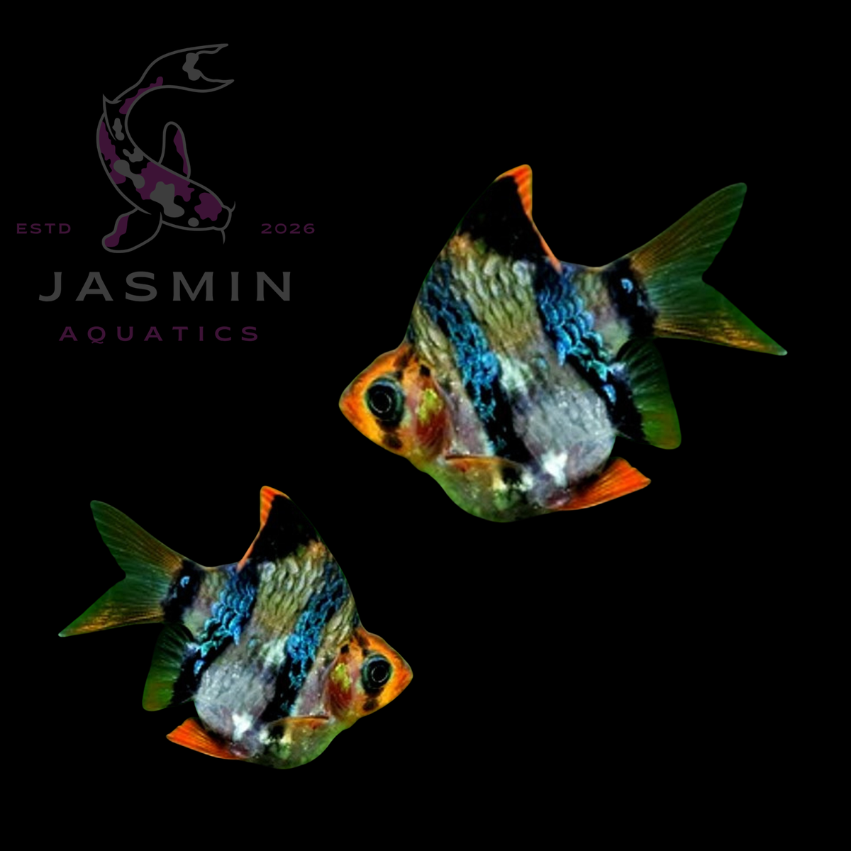 Balloon Sumatra Barb (Balloon Tiger Barb or Short-Body Puntigrus Tetrazona) Preorder (10-15 days delivery)