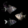 Black Widow Tetra (Gymnocorymbus ternetzi) 4cm