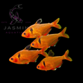 Super Red Serpae Tetra 3cm