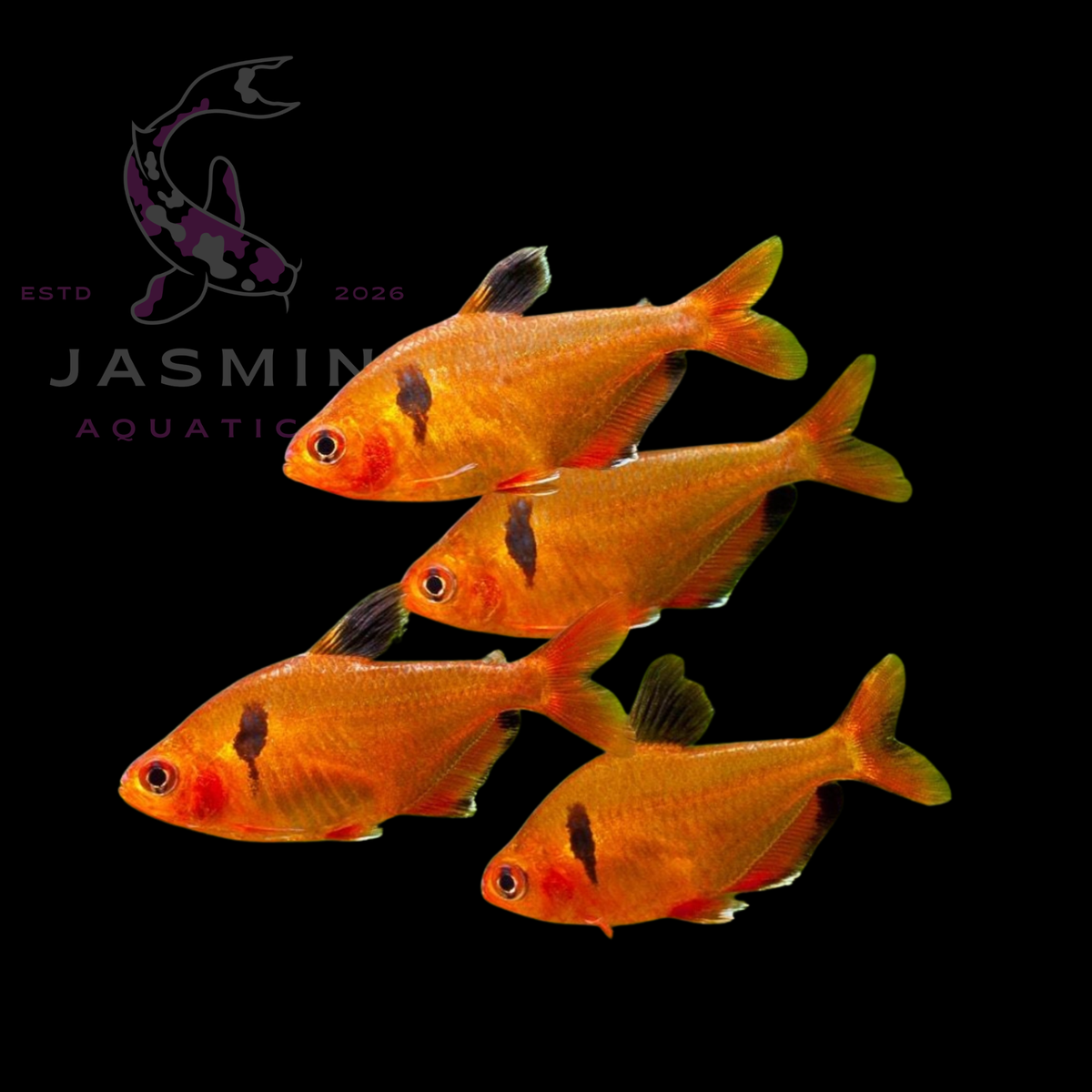 Super Red Serpae Tetra 3cm