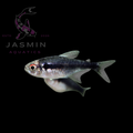 Black Neon Tetra (Hyphessobrycon herbertaxelrodi)