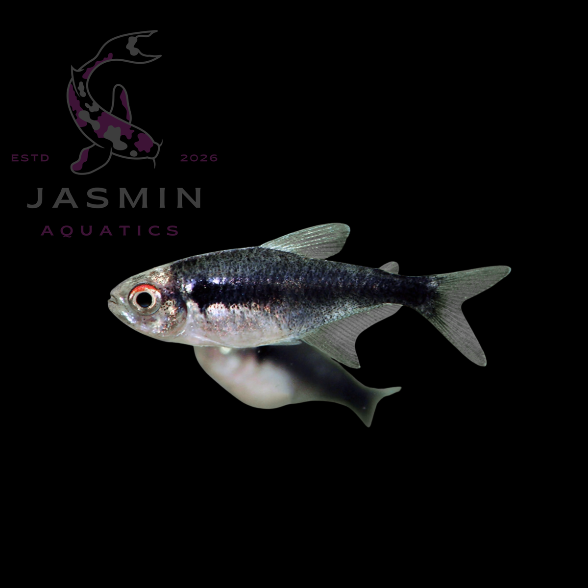Black Neon Tetra (Hyphessobrycon herbertaxelrodi)