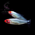 Brilliant Rummy Nose Tetra (Hemigrammus bleheri or Petitella bleheri)
